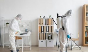 Дезинсекция тараканов: почему стоит обращаться к специалистам?
